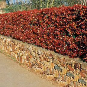 Vente 15 Photinias Red Robin - Haie de 12,5 m linéaire - Photinia fraseri red robin