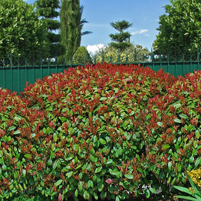 Vente 15 Photinias Red Robin - Haie de 12,5 m linéaire