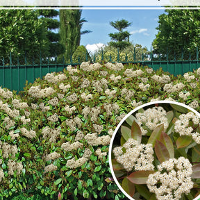 15 Photinias Red Robin - Haie de 12,5 m linéaire - Arbustes à feuillage persistant - Willemse