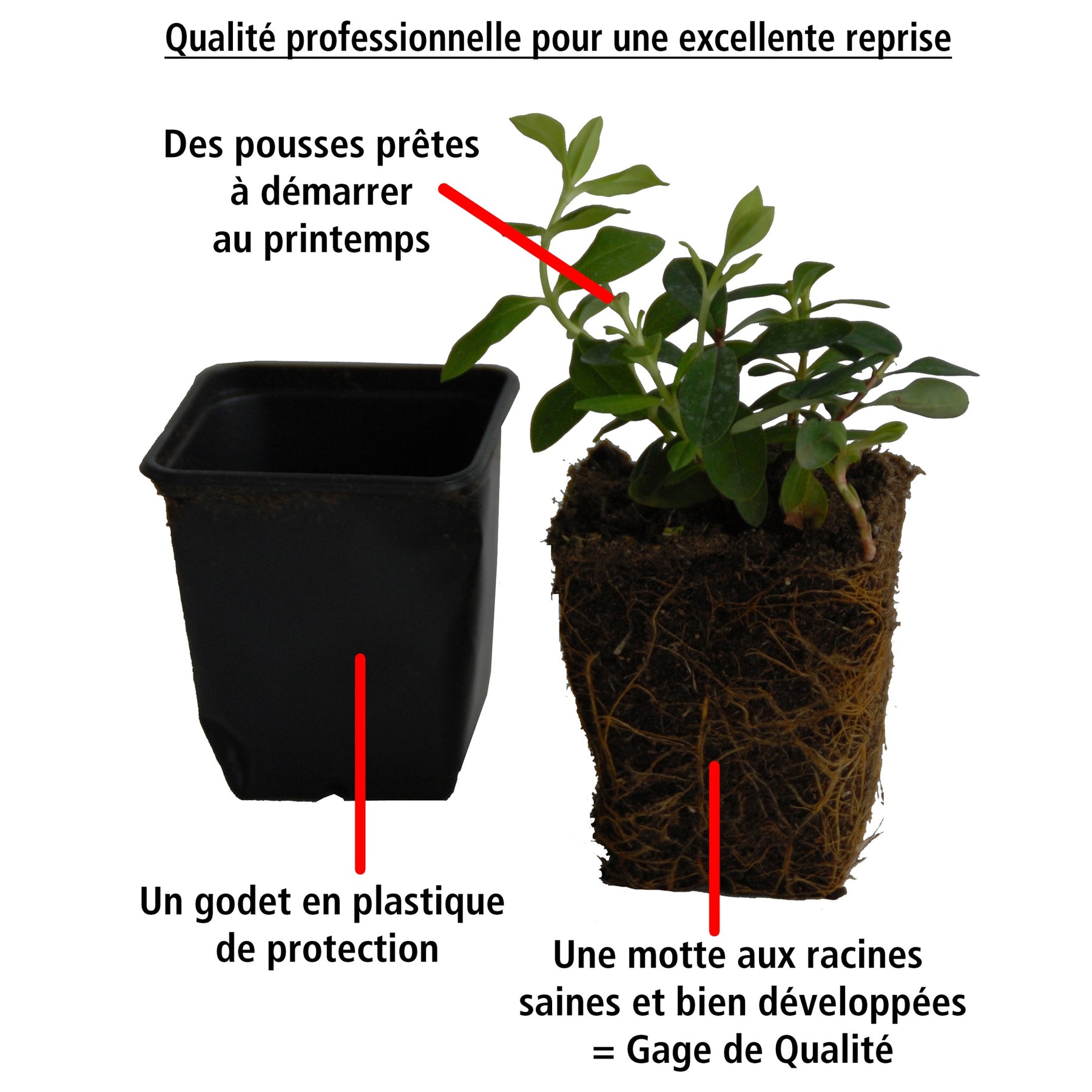 Vente Photinia fraseri red robin - 30 Photinias Red Robin - Haie de 25 m linéaire