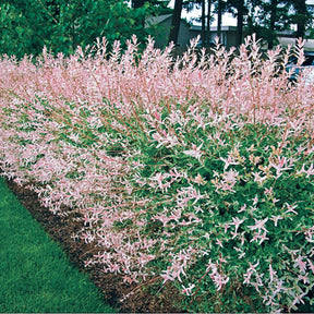 20 Saules Crevette - Haie de 12 m linéaire - Salix integra hakuro nishiki - Willemse