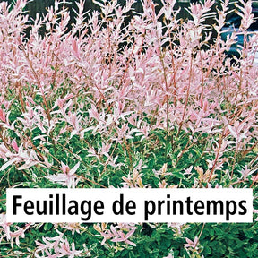 Arbustes - 20 Saules Crevette - Haie de 12 m linéaire - Salix integra hakuro nishiki