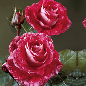 20 Rosiers buissons Famosa - Rosa famosa - Willemse