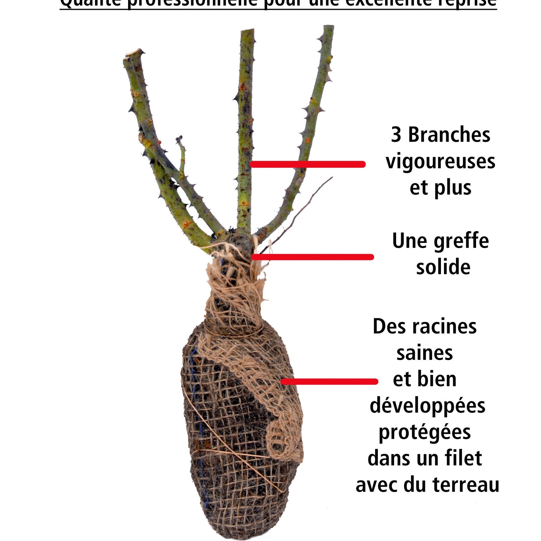 Rosa famosa - 20 Rosiers buissons Famosa - Rosiers