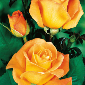 10 Rosiers buissons Whisky - Willemse