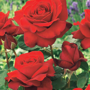 10 Rosiers buissons La Magie du parfum (Duftzauber 84) - Willemse