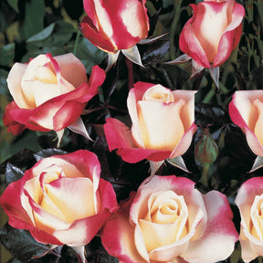 10 Rosiers buissons Nostalgie ® - Rosa nostalgie ® - Willemse