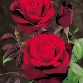 10 Rosiers buissons Barkarole - Willemse