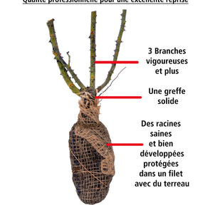 Rosa barkarole - 10 Rosiers buissons Barkarole - Rosiers