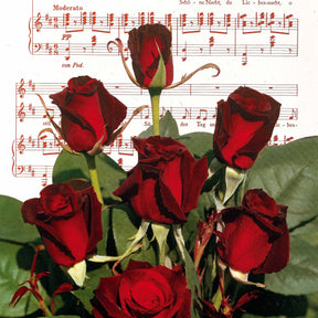 20 Rosiers buissons Barkarole - Rosa barkarole - Willemse