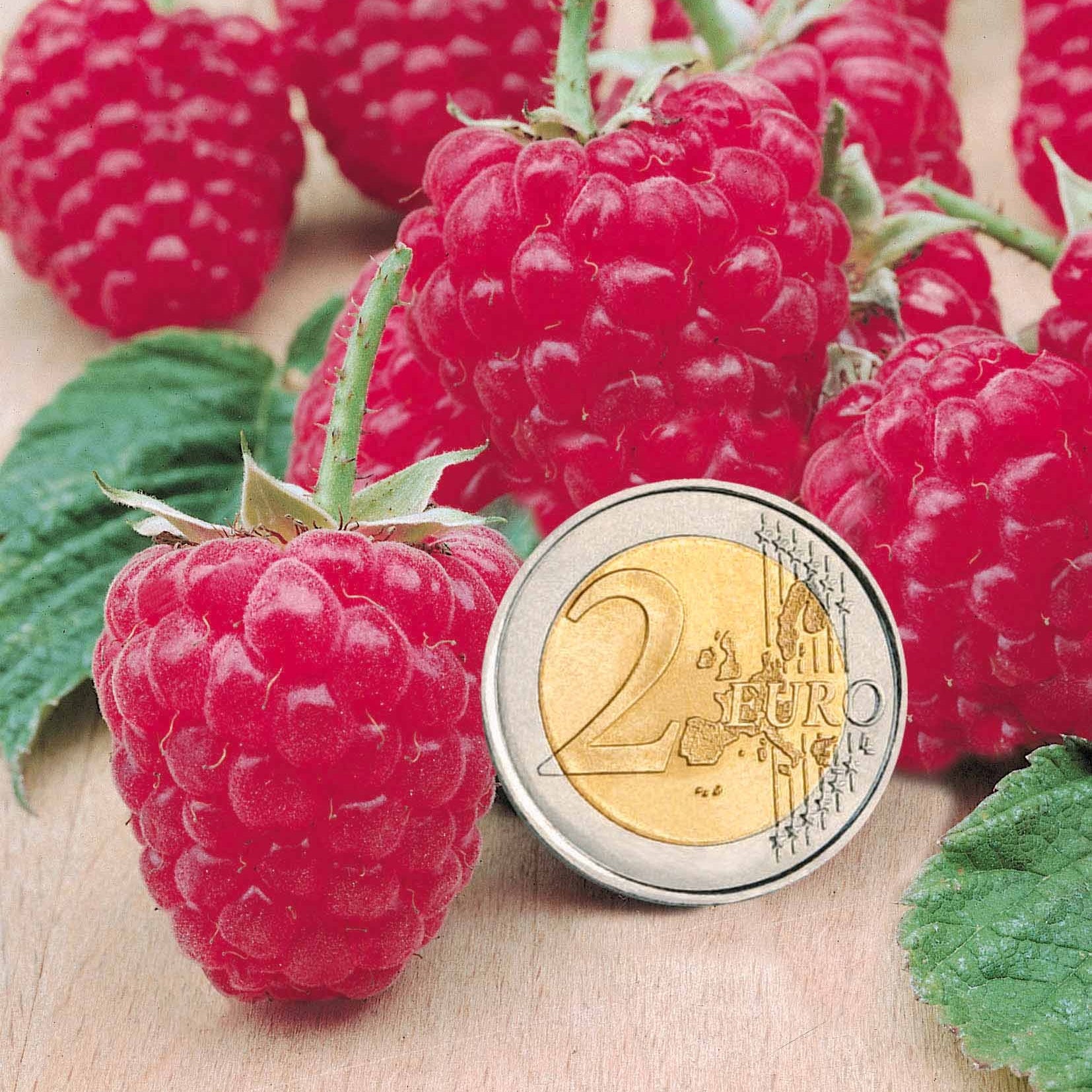 4 Framboisiers remontants Sumo 2 - Willemse