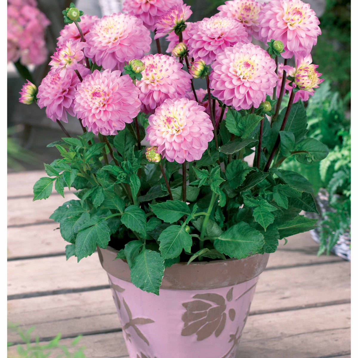 3 Dahlias nains Laetitia - Willemse