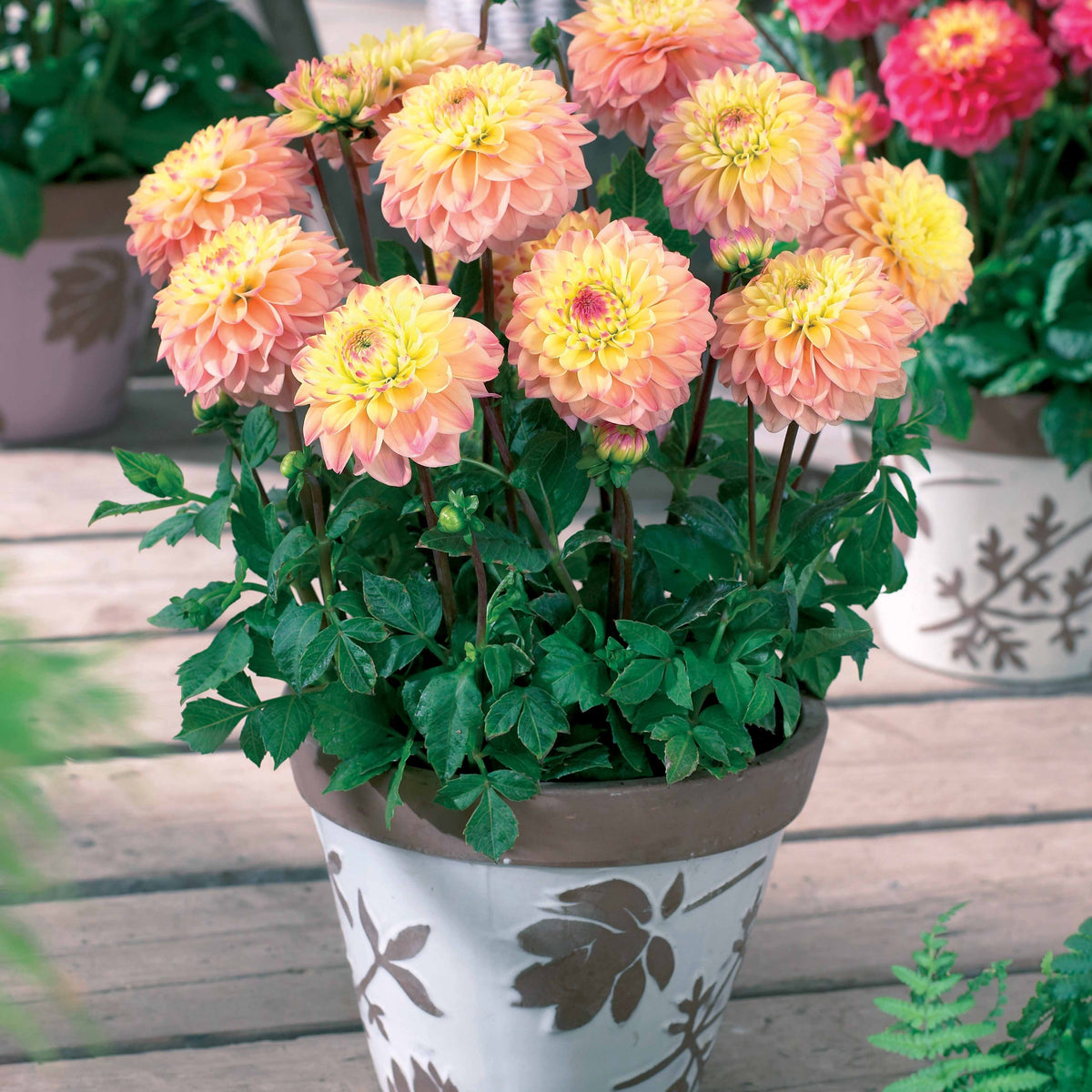 3 Dahlias nains Princesse Elizabeth - Willemse