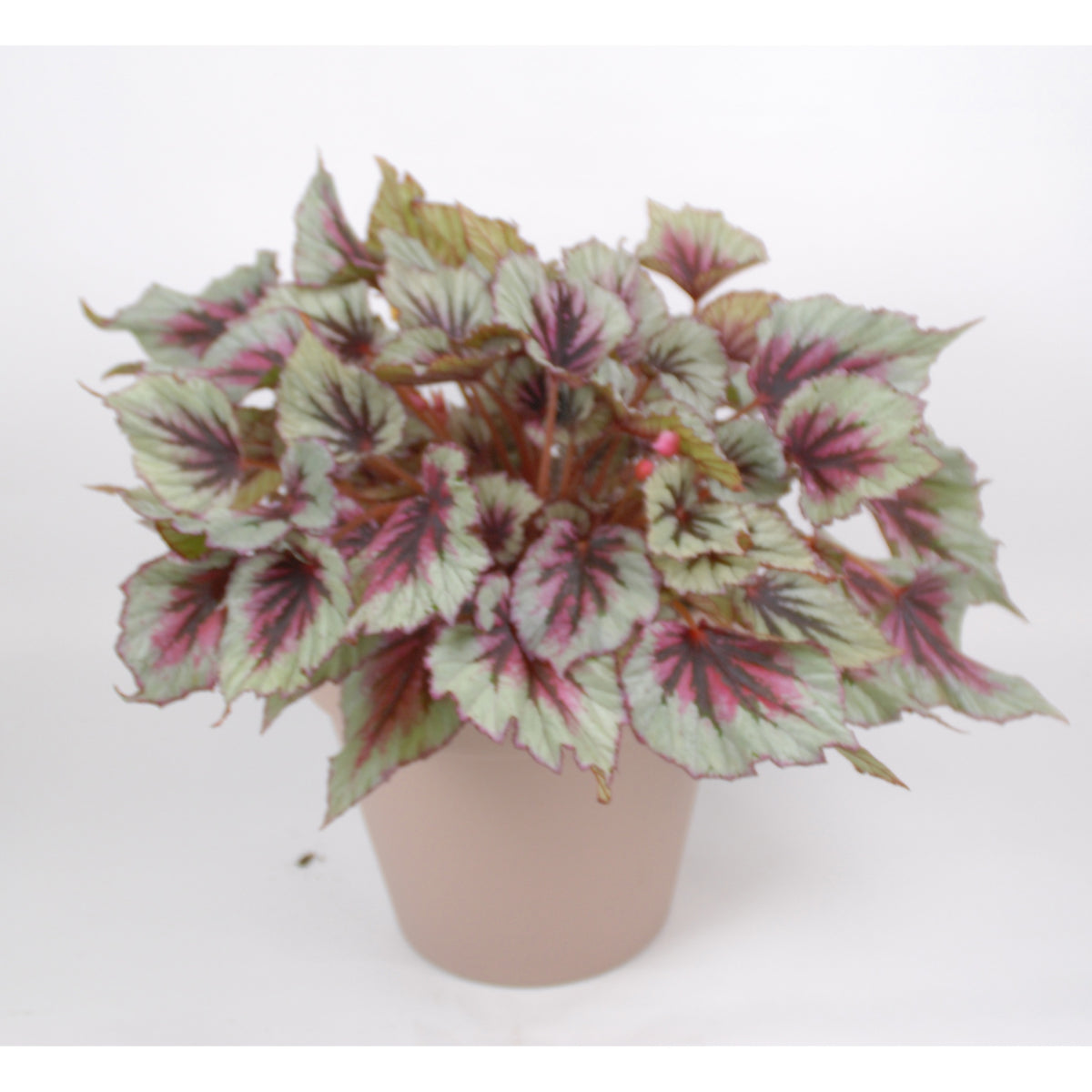 Bégonia d'intérieur Lueur du soir - Willemse