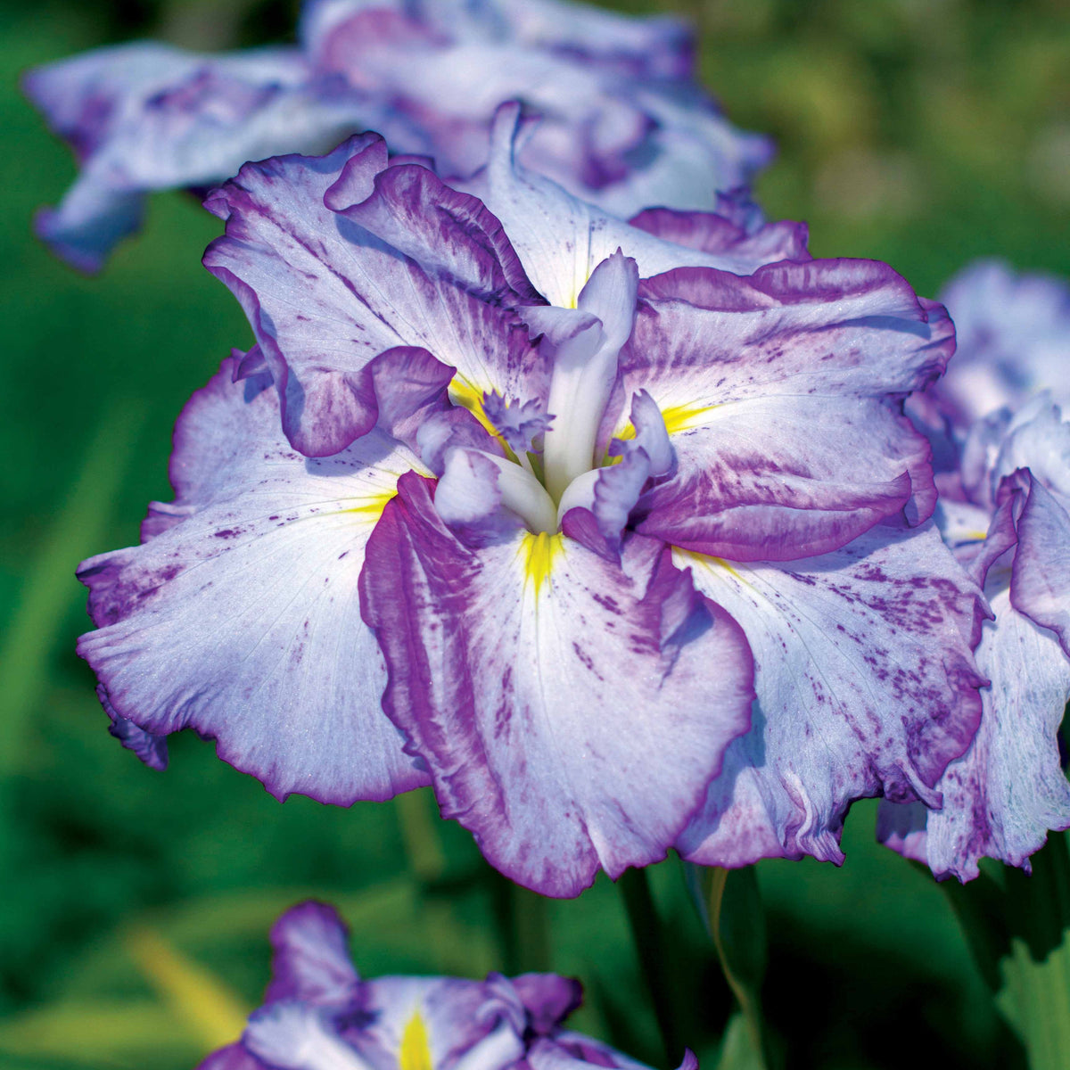 2 Iris du Japon Harlequinesque - Willemse