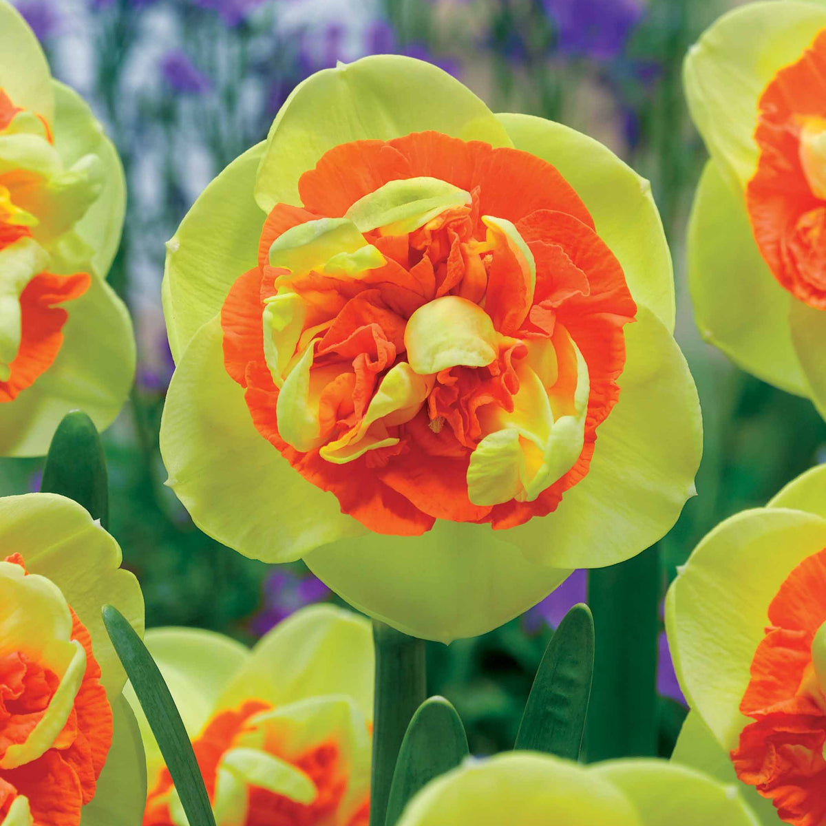 3 Narcisses Kiwi Sunset - Willemse