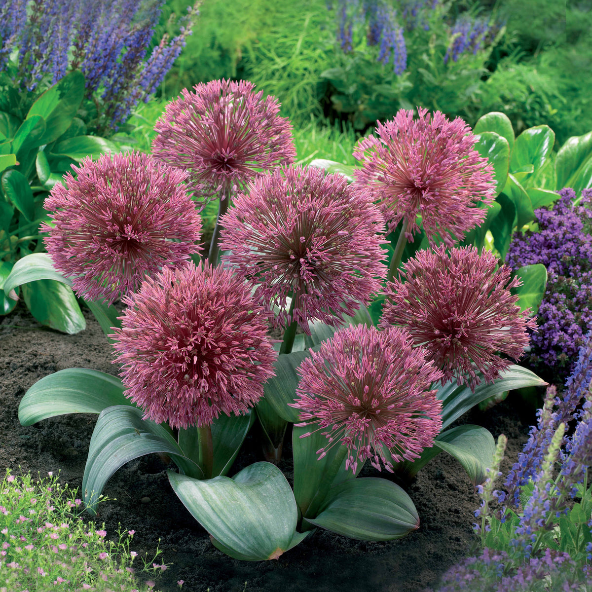 3 Ails d'Afghanistan - Willemse