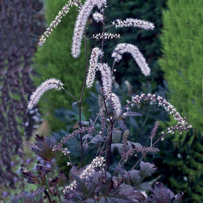 2 Cierges d' argent Reine de Saba - Willemse