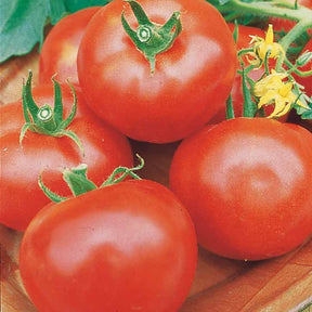 3 Plants Tomate Pyros F1 - Willemse