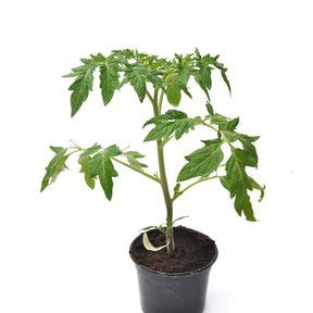 3 Plants Tomate Pyros F1 - Solanum lycopersicum pyros f1 - Willemse