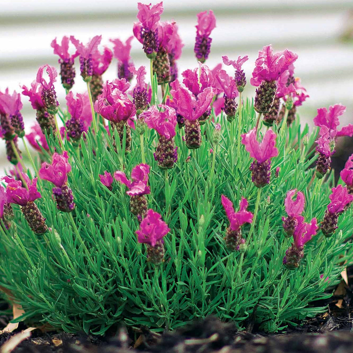 2 Lavandes papillon Princess Lace - Lavandula stoechas the princess ® lavender ib910-2 - Willemse