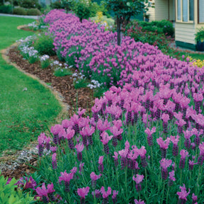 Lavandes - 2 Lavandes papillon Princess Lace - Lavandula stoechas the princess ® lavender ib910-2