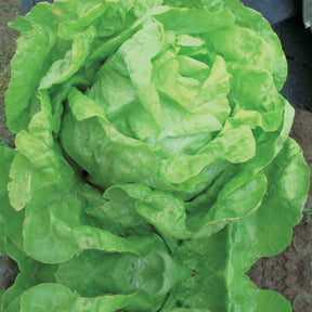 Laitue pommée Lilloise - Willemse