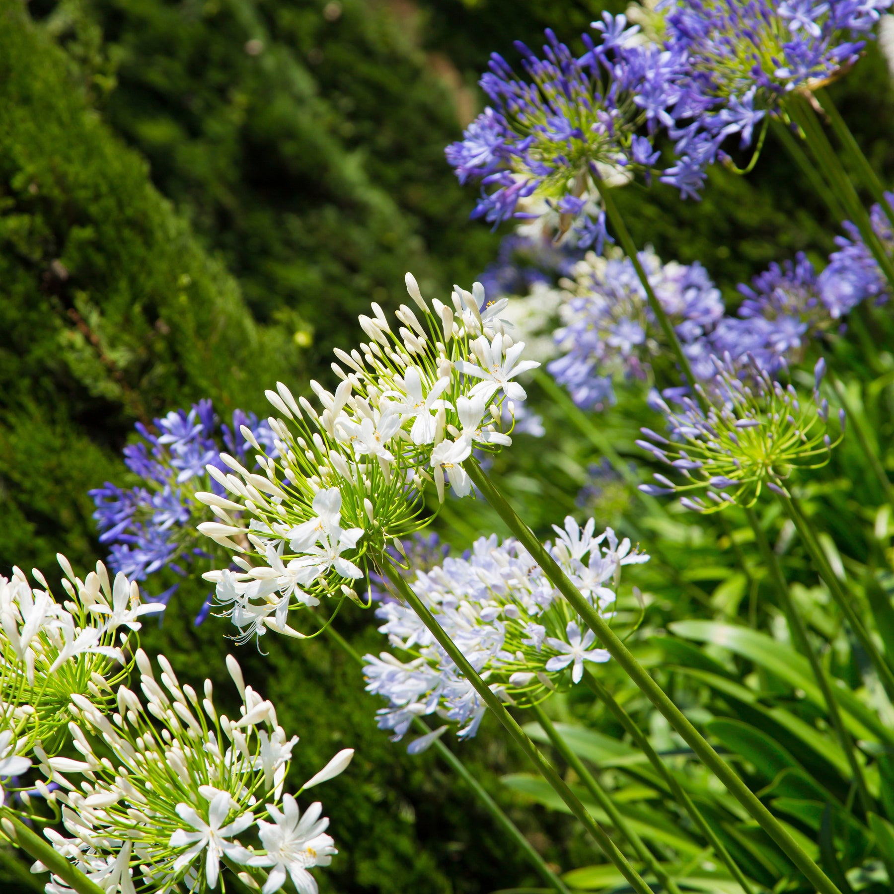 Graines D’Agapanthe Blanche ‘Umbellatus White Umbrella’ – Sachet D’environ 20 Graines - 9