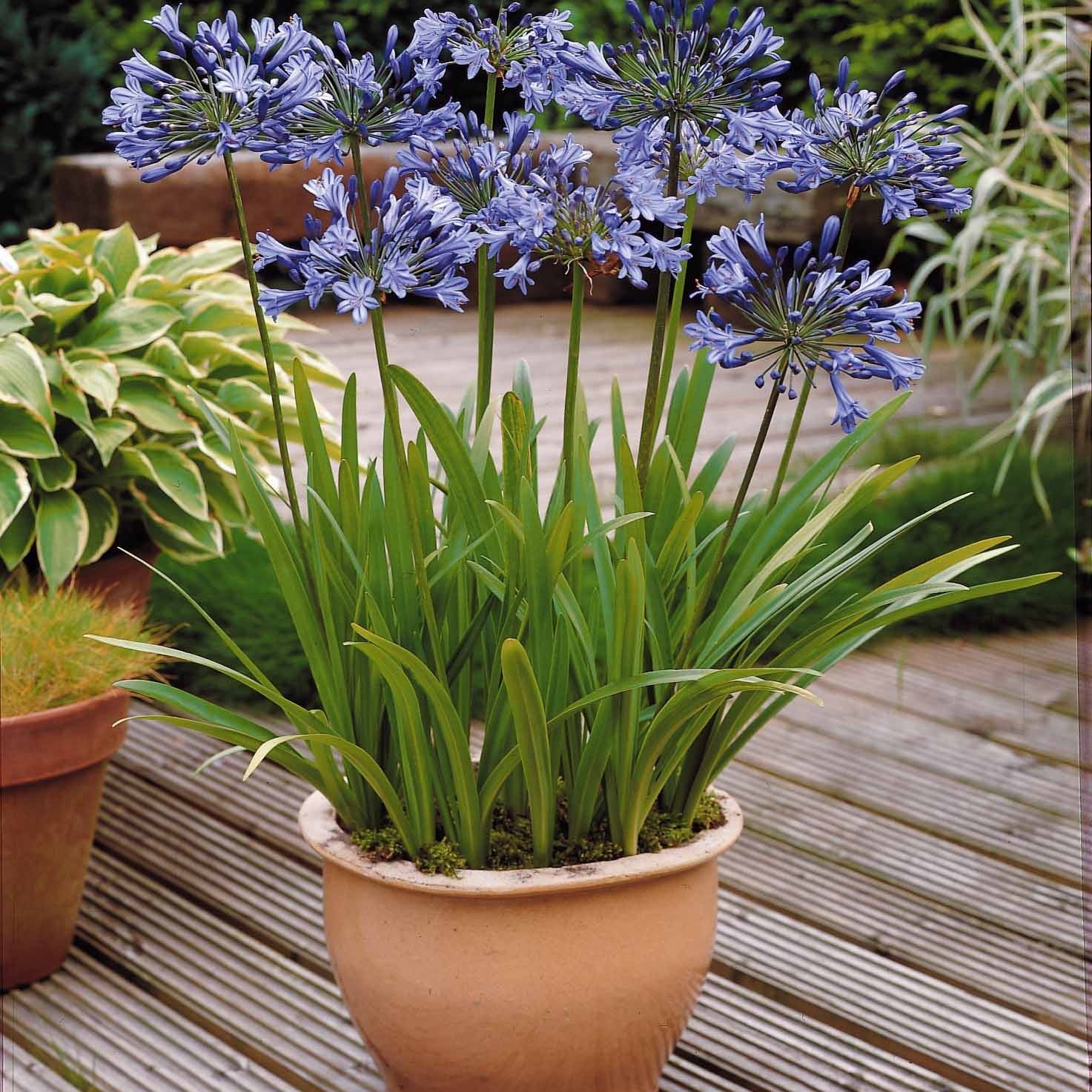 Agapanthus umbellatus, polar ice - Collection 5 agapanthes (3 bleues. 2 blanches) - Agapanthes
