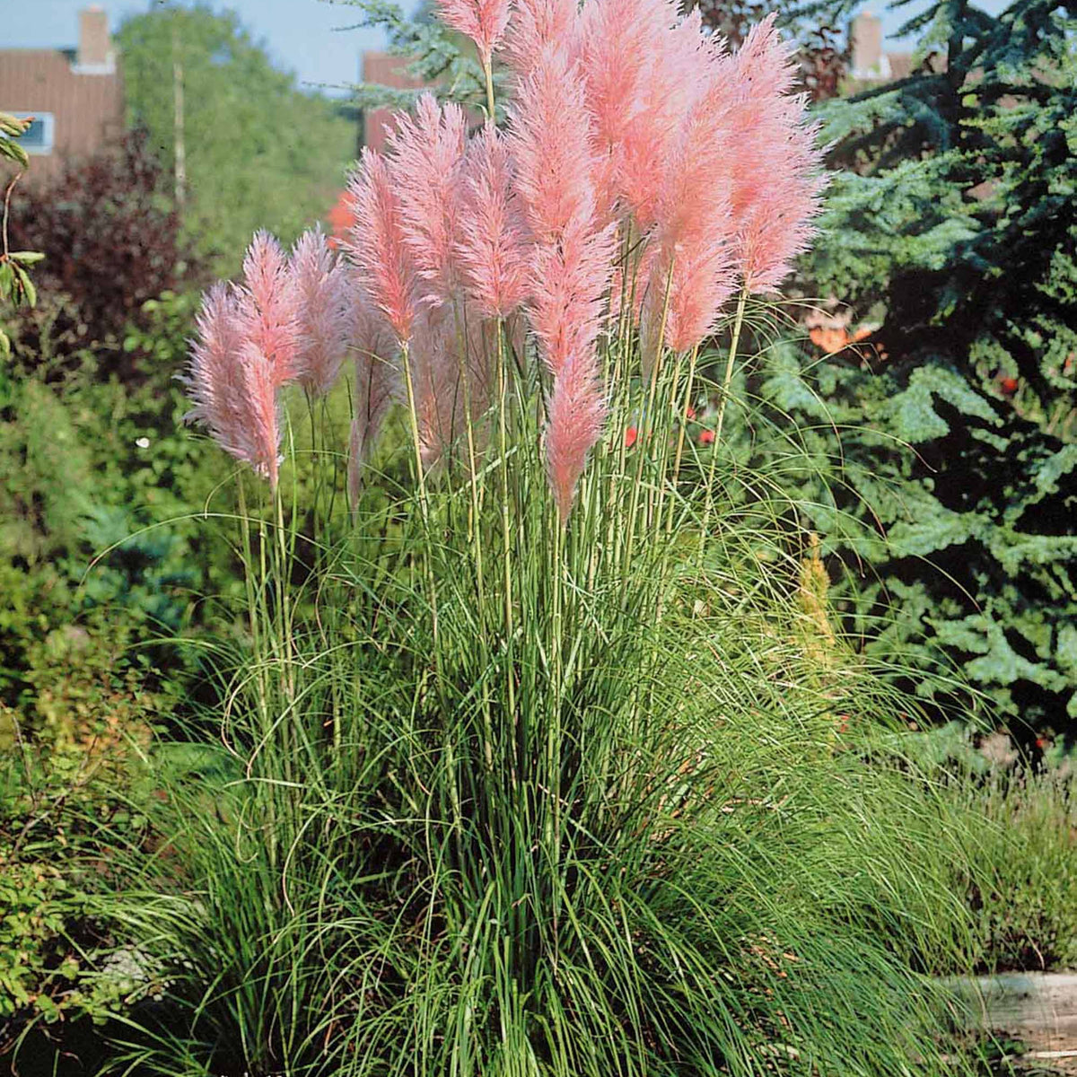 2 Herbes de la pampa roses - Cortaderia rosea - Willemse