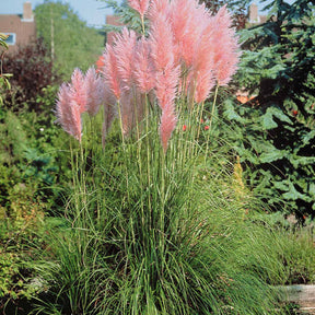 2 Herbes de la pampa roses - Cortaderia rosea - Willemse