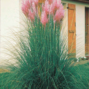 Cortaderia rosea - 2 Herbes de la pampa roses - Herbe de la Pampa