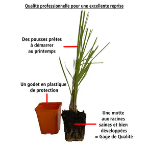 Vente 2 Herbes de la pampa roses