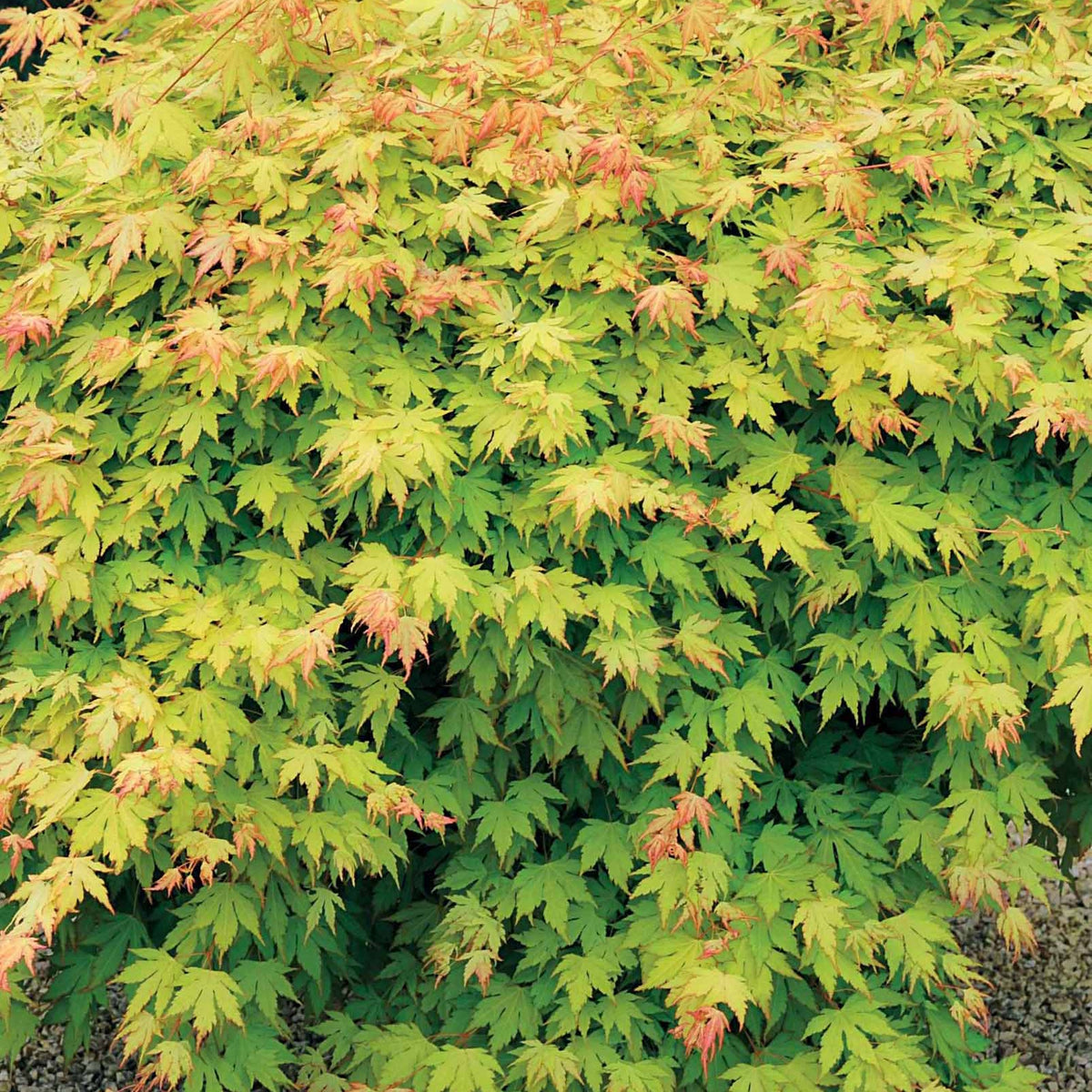 2 Erables japonais Rêve orange - Acer palmatum orange dream - Willemse
