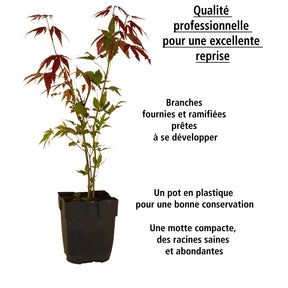 Acer palmatum dissectum garnet - 2 Erables du japon Garnet - 