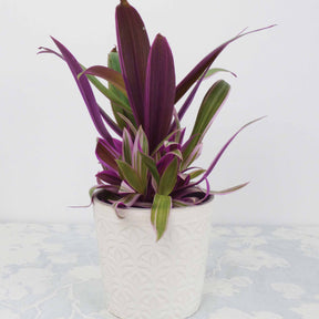 Tradescantia Purple Flame - Willemse