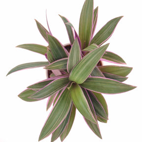 Tradescantia Purple Flame - Tradescantia purple flame - Willemse