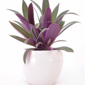 Tradescantia purple flame - Tradescantia Purple Flame - Misère - Tradescantia