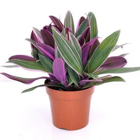 Misère - Tradescantia - Tradescantia Purple Flame - Tradescantia purple flame
