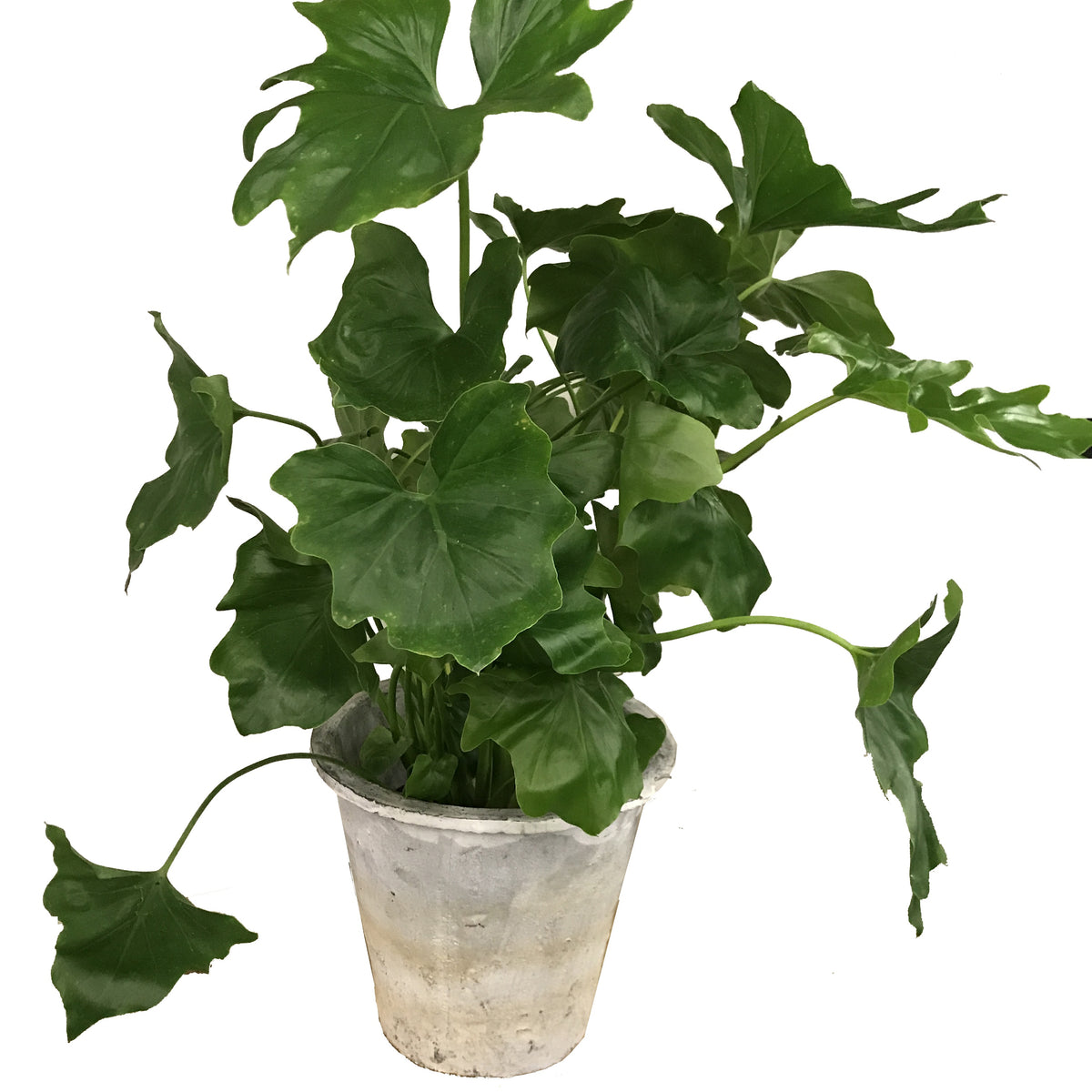 Philodendron selloum Hope - Willemse