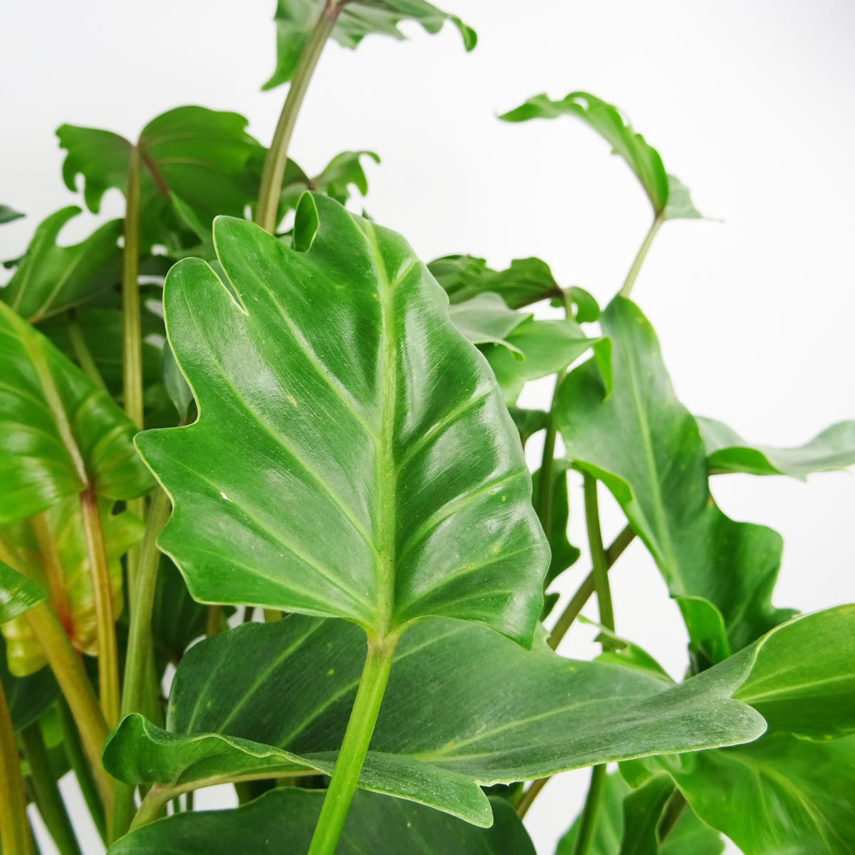 Philodendron selloum Hope - Philodendron seloum hope - Willemse