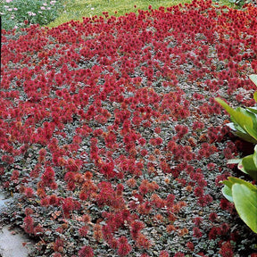 3 Lampourdes à petites feuilles - Willemse