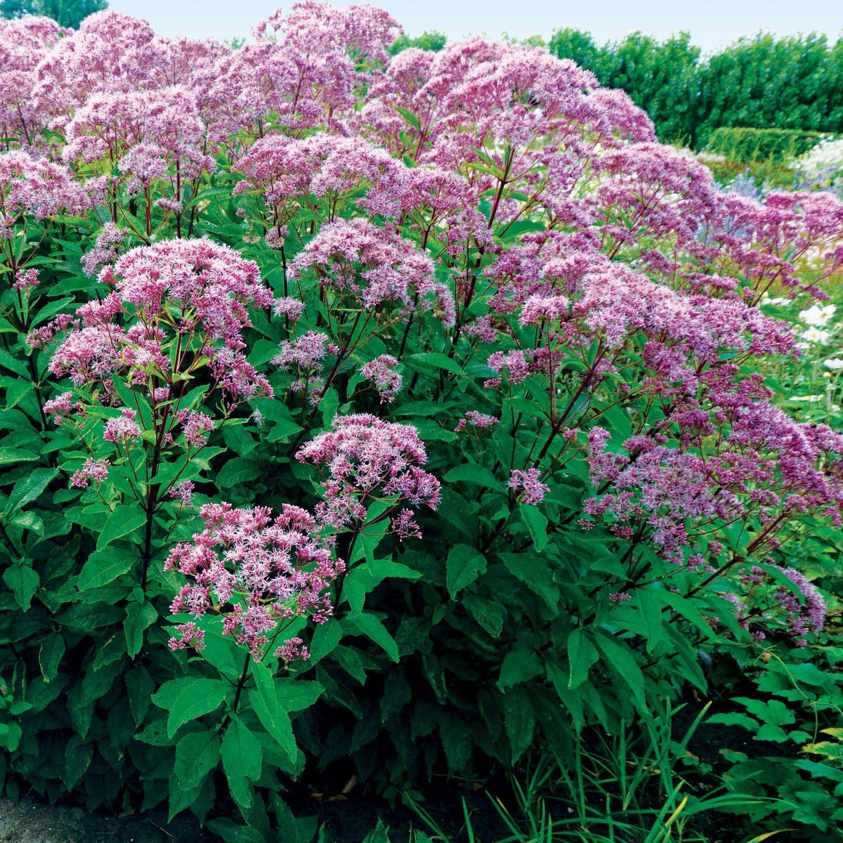 3 Eupatoires maculées - Eupatorium maculatum atropurpureum - Willemse