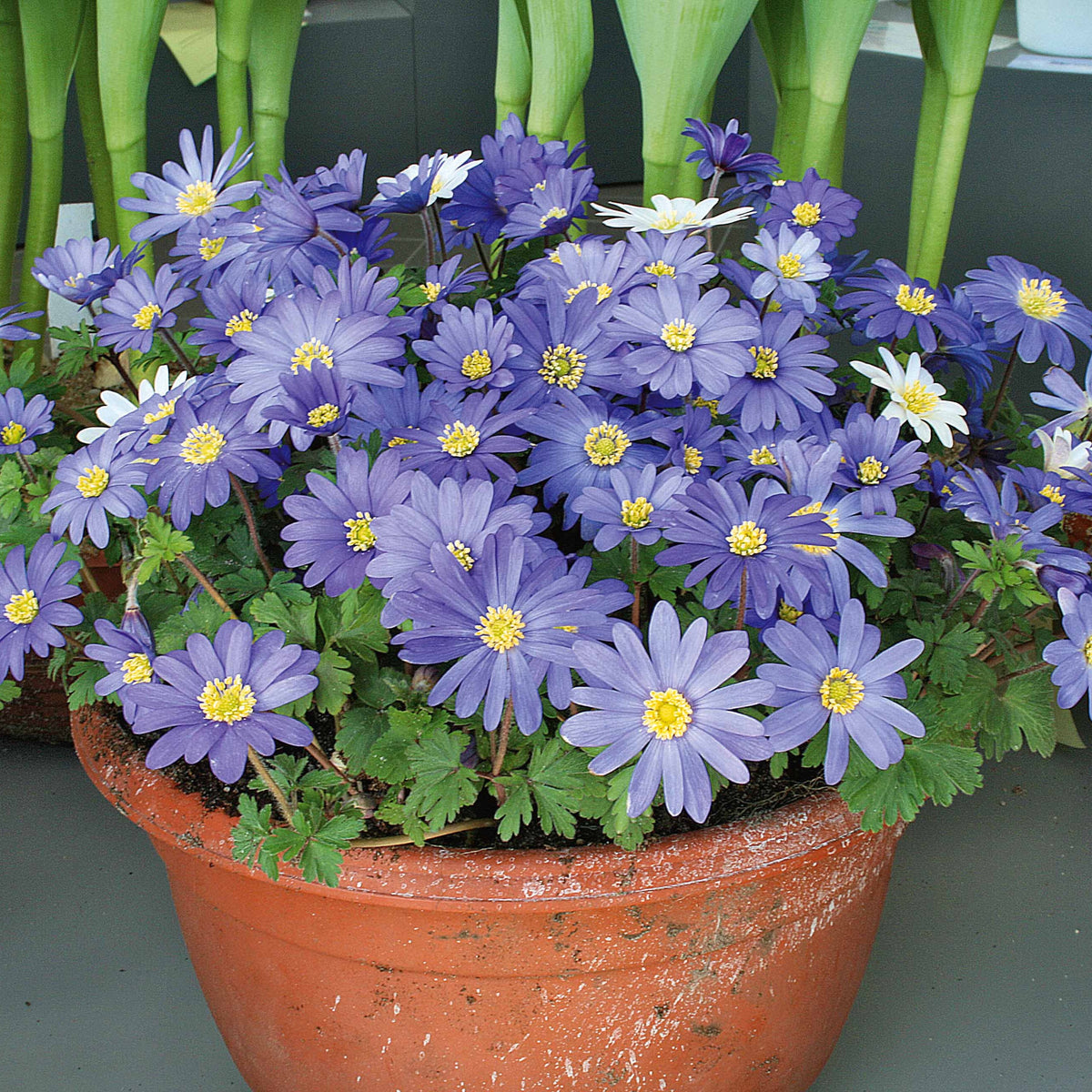 65 bulbes bleu/jaune attirant les abeilles - Anemone blanda,allium molly, muscari, fritillaria lutea, scilla - Willemse