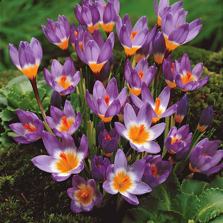 65 bulbes violet attirant les abeilles - Fritillaria,allium sphaerocephalum et giganteum,hyacinthoides, crocus - Willemse