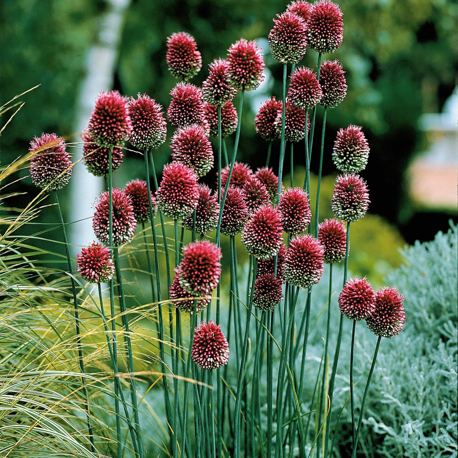 Fritillaria,allium sphaerocephalum et giganteum,hyacinthoides, crocus - 65 bulbes violet attirant les abeilles - Collections de bulbes