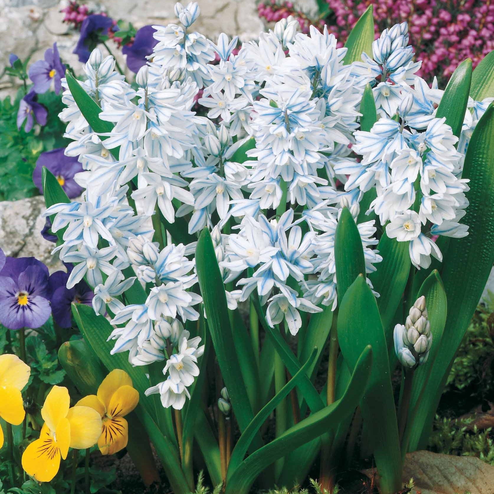 Vente 65 bulbes violet attirant les abeilles