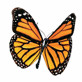 Vente 65 bulbes violet attirant les abeilles - Collections de bulbes