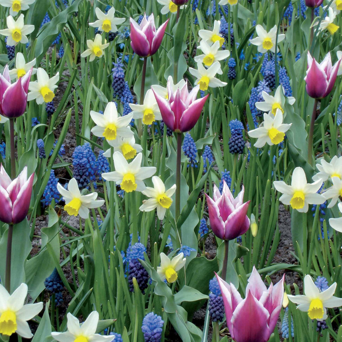 Massif printanier 60 bulbes - Willemse