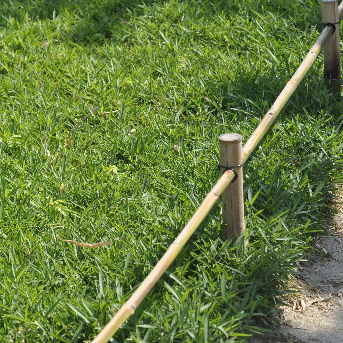 Bambou Pleioblastus distichus 3L - Willemse